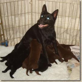 Vixen with puppies